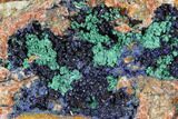Large Malachite with Azurite Specimen ( Lbs) - Morocco #104071-2